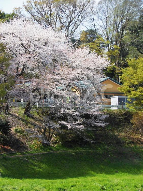 桜の大木 桜,ソメイヨシノ,花の写真素材
