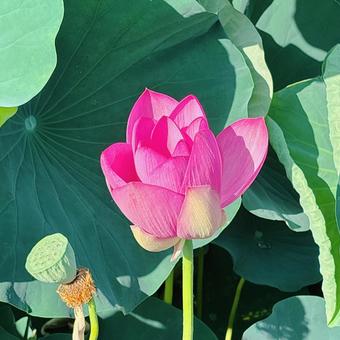 行田　古代蓮の写真