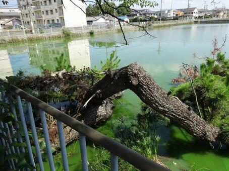 一部が水面に水没した木2 一部が水面に水没した木2の写真