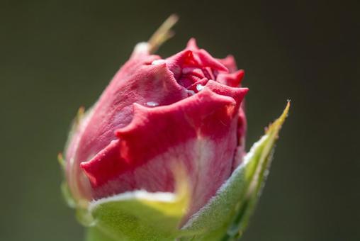 バラ ノヴァーリス バラ ノヴァーリスの写真