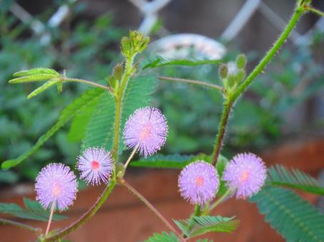 オジギソウ オジギソウ オジギソウ,ピンク,花の写真素材