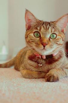 愛らしい瞳の猫 愛らしい瞳の猫 猫,ペット,動物の写真素材