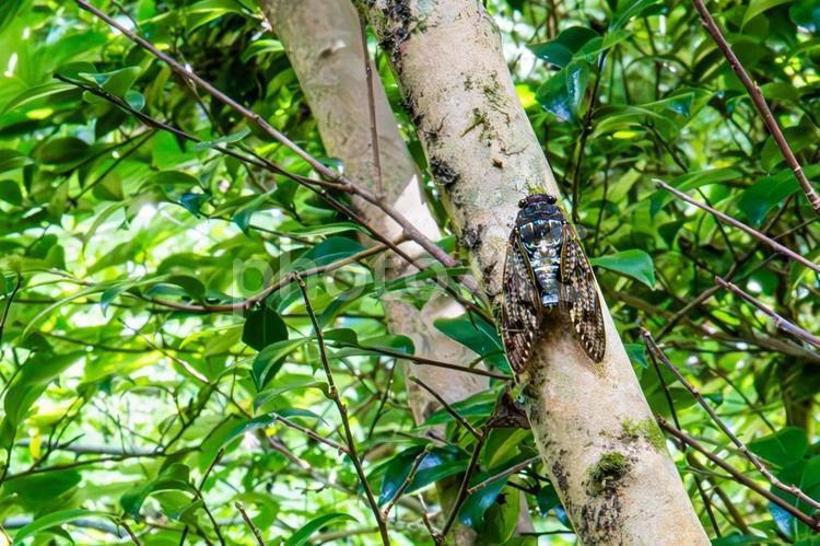 木にとまるアブラゼミ アブラゼミ,蝉,セミの写真素材
