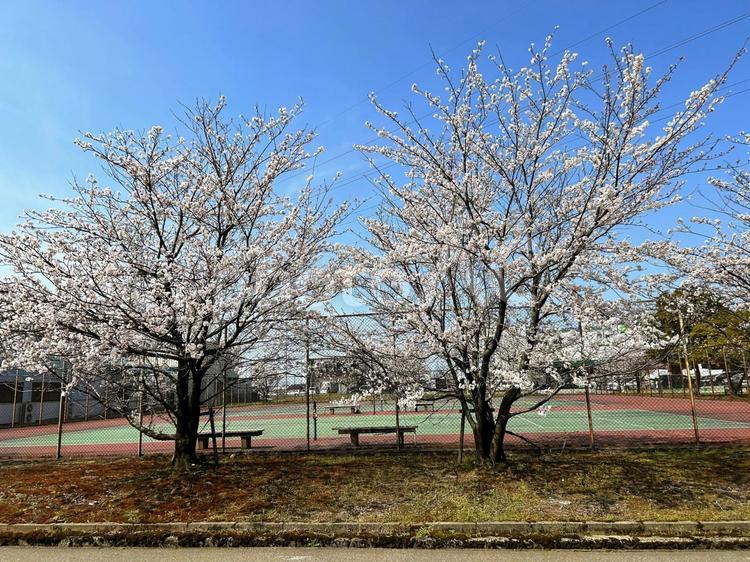 テニスコートと満開の桜 桜,桜の木,満開の写真素材