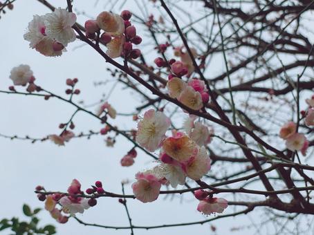 春先 梅の花 春先 梅の花の写真