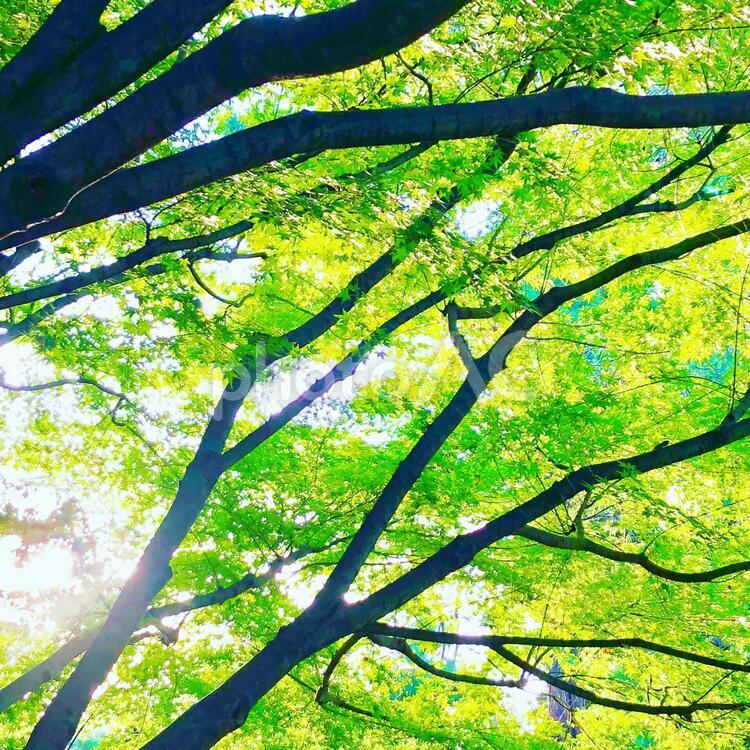 緑の木々と差し込む木漏れ日 緑,木々,公園の写真素材
