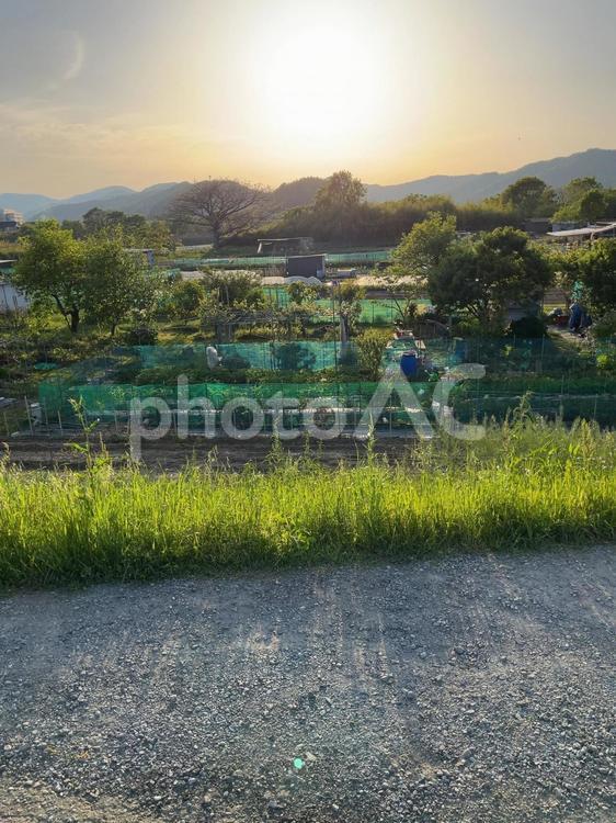 田舎の夕方 田舎,夕方,田んぼの写真素材