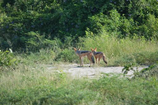 セグロジャッカルの後ろ姿　チョベ国立公園 セグロジャッカル,ジャッカル,チョベの写真素材