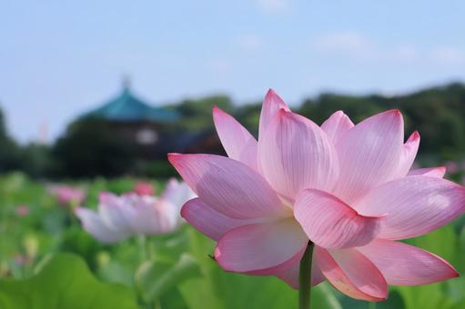 蓮の花アップ 右下 蓮の花アップ 右下 蓮の花,不忍池,上野公園の写真素材