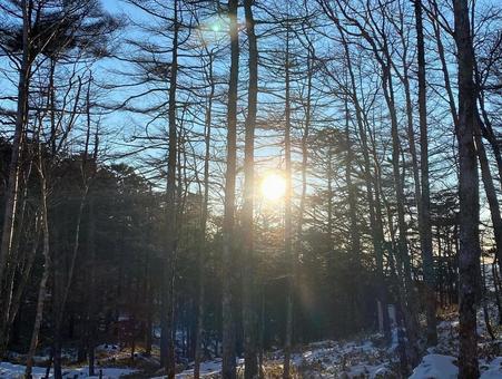 冬の森に差し込む朝日 冬,雪,森の写真素材
