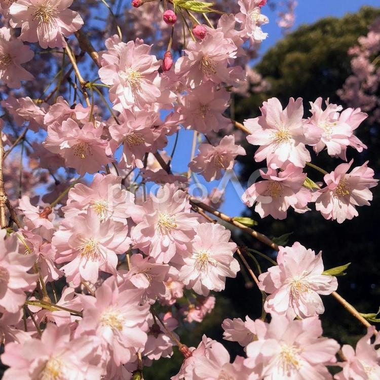 日に照らされている桜の花 桜,さくら,日の写真素材