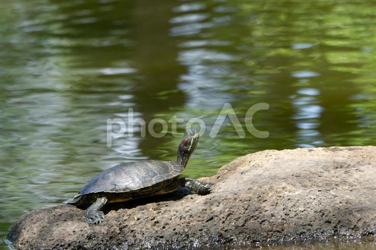 公園の池のカメ カメ,池,公園の写真素材