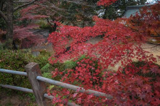 紅葉 紅葉の写真