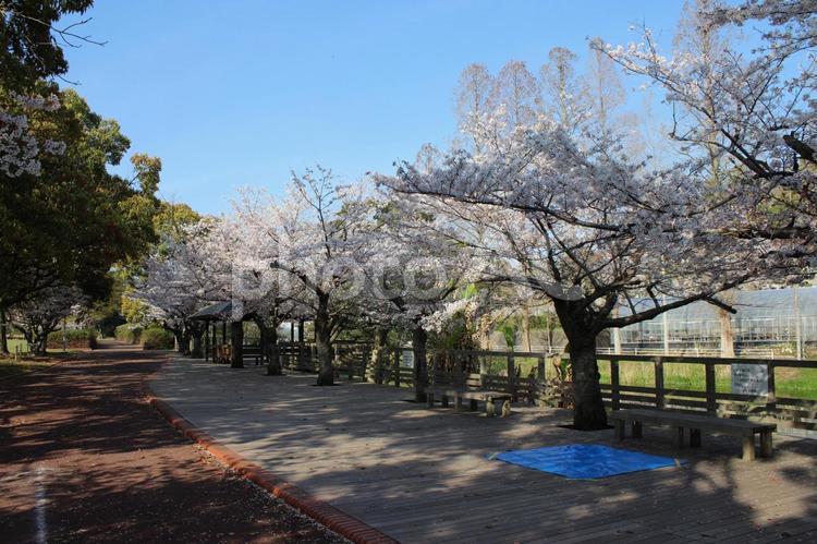香川県高松市仏生山町の『仏生山公園』 仏生山公園,公園,桜の写真素材
