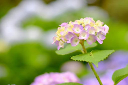 淡い紫色の紫陽花 淡い紫色の紫陽花の写真