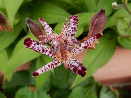 【花の写真】ホトトギス（杜鵑草）の写真