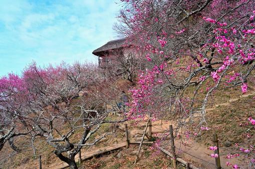 筑波山の梅園 梅,梅園,はなの写真素材