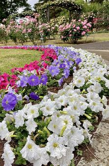 花畑 花畑 薔薇,バラ,ピンクの写真素材
