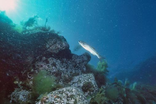 降海型のウグイ 降海型のウグイ ウグイ,海のウグイ,海の写真素材