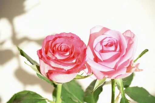 ピンクのばら ピンクのばら ピンク,バラ,薔薇の写真素材