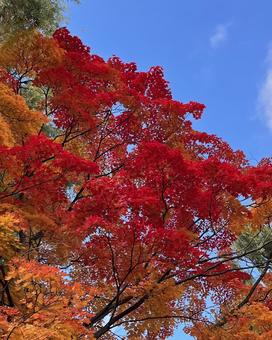 秋!青空に真っ赤な紅葉 秋!青空に真っ赤な紅葉 秋,紅葉,紅葉狩りの写真素材