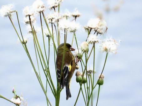 花の種子を食むカワラヒワ 花の種子を食むカワラヒワの写真