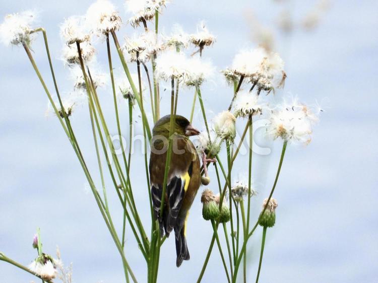 花の種子を食むカワラヒワ 鳥,野鳥,カワラヒワの写真素材