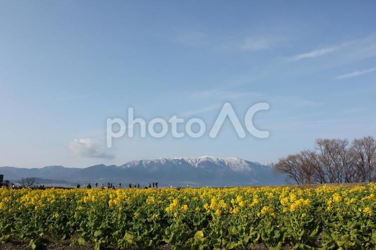 比良暮雪と菜の花畑21 春,比良の暮雪,菜の花畑の写真素材
