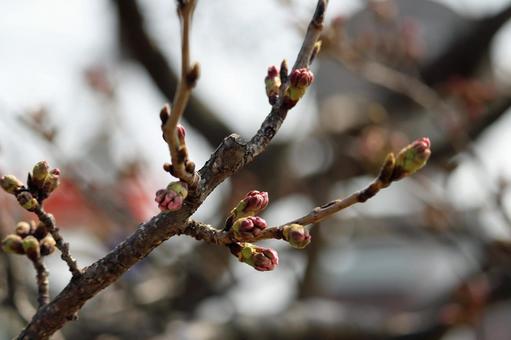 固く蕾む桜の枝先の写真