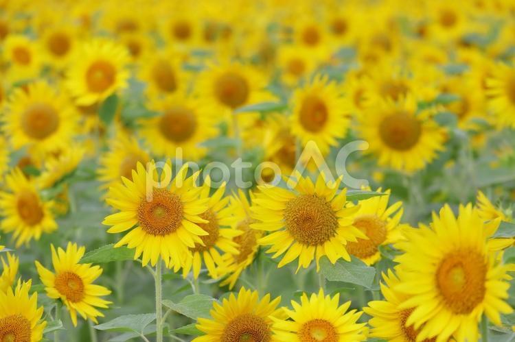 ひまわり畑の元気な向日葵の花 ひまわり,夏,花の写真素材