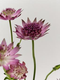 紫色のアストランチアの花 紫色のアストランチアの花の写真