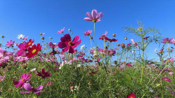 阿知須町　花の駅　菜の花コスモス畑 コスモス,花の駅,菜の花コスモス畑の写真素材