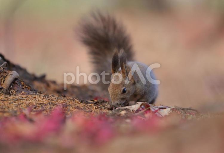 ご飯探すエゾリス エゾリス,リス,紅葉の写真素材