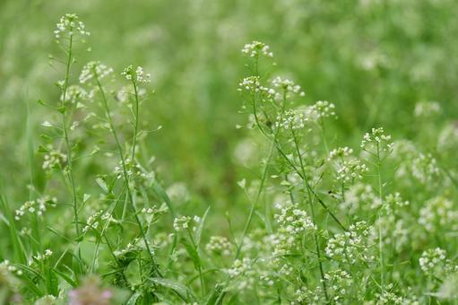 春の花 春の花の写真