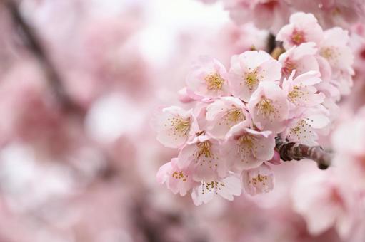 The warmth of flowers, JPG