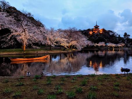 春灯の舟路 春灯の舟路 さくら,三溪園,夕方の写真素材