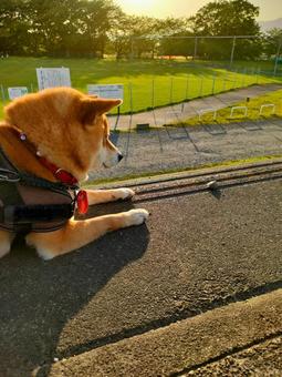 Photo, dog, shiba inu, shiva, 