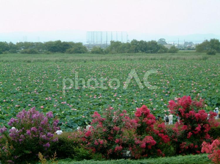ハスの絨毯 蓮,水生植物,水辺の写真素材