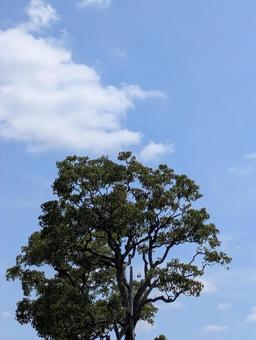 処暑過ぎの横浜市北部の空と樹木 処暑過ぎの横浜市北部の空と樹木の写真