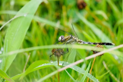 シオカラトンボ(メス)⒀ シオカラトンボ(メス)⒀の写真