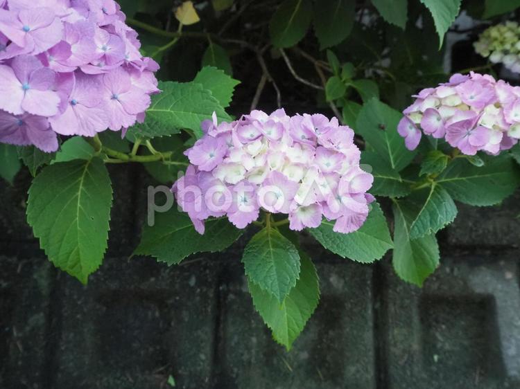 梅雨の花 紫陽花,あじさい,花の写真素材