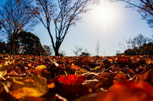 Fallen leaves bathed in sunlight, JPG Fallen leaves bathed in sunlight, JPG
