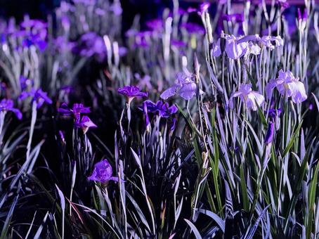 夜の堀切菖蒲園　ライトアップされる花菖蒲 堀切菖蒲園,5月,菖蒲の写真素材
