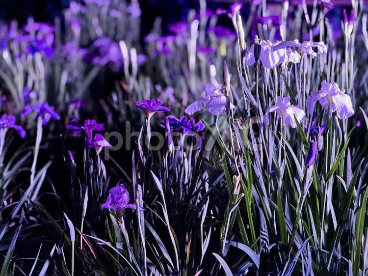 夜の堀切菖蒲園　ライトアップされる花菖蒲 堀切菖蒲園,5月,菖蒲の写真素材