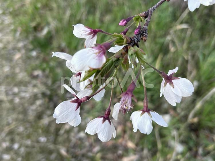 さくらの枝 ピンク,さくら,サクラの写真素材