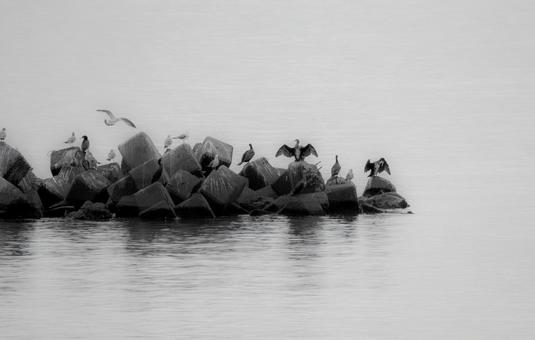 静かな水辺の岩礁に集う鳥たち 野鳥,防波堤,休憩の写真素材