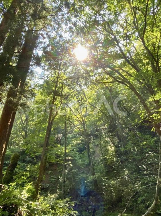 木漏れ日 木,木々,自然の写真素材