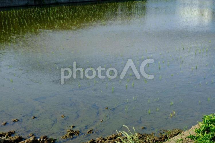 田んぼ　水田 田んぼ,水田,農業の写真素材