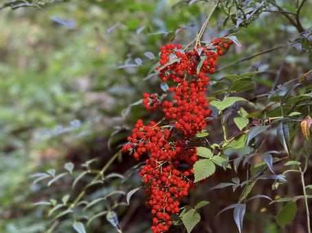 赤く美しいマンリョウ マンリョウ,縁起物,正月の写真素材