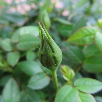 バラ（ミニバラ） バラ,ミニバラ,薔薇の写真素材